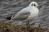 1cy Black-headed Gull in July. (85237 bytes)