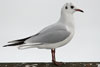 1cy Black-headed Gull in July. (85237 bytes)