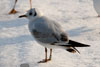 1cy Black-headed Gull in July. (85237 bytes)