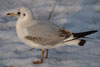 1cy Black-headed Gull in July. (85237 bytes)