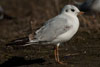 1cy Black-headed Gull in July. (85237 bytes)