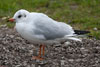 1cy Black-headed Gull in July. (85237 bytes)