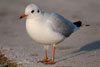 1cy Black-headed Gull in July. (85237 bytes)