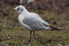 1cy Black-headed Gull in July. (85237 bytes)