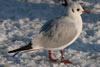 1cy Black-headed Gull in July. (85237 bytes)