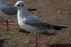 1cy Black-headed Gull in July. (85237 bytes)