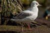 1cy Black-headed Gull in July. (85237 bytes)