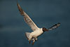 1cy Black-headed Gull in July. (85237 bytes)