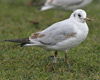 1cy Black-headed Gull in July. (85237 bytes)