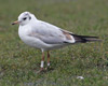 1cy Black-headed Gull in July. (85237 bytes)