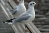 1cy Black-headed Gull in July. (85237 bytes)