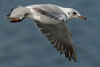 1cy Black-headed Gull in July. (85237 bytes)