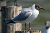 1cy Black-headed Gull in July. (85237 bytes)