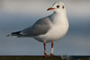 1cy Black-headed Gull in July. (85237 bytes)