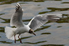 1cy Black-headed Gull in July. (85237 bytes)