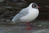 1cy Black-headed Gull in July. (85237 bytes)