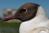 1cy Black-headed Gull in July. (85237 bytes)