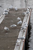 1cy Black-headed Gull in July. (85237 bytes)