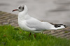 1cy Black-headed Gull in July. (85237 bytes)