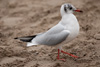 1cy Black-headed Gull in July. (85237 bytes)