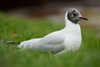 1cy Black-headed Gull in July. (85237 bytes)