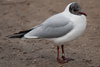 1cy Black-headed Gull in July. (85237 bytes)