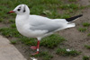 1cy Black-headed Gull in July. (85237 bytes)