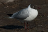 1cy Black-headed Gull in July. (85237 bytes)