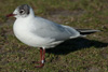 1cy Black-headed Gull in July. (85237 bytes)