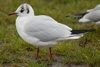 1cy Black-headed Gull in July. (85237 bytes)