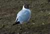 1cy Black-headed Gull in July. (85237 bytes)