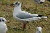 1cy Black-headed Gull in July. (85237 bytes)