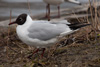 1cy Black-headed Gull in July. (85237 bytes)