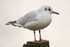 1cy Black-headed Gull in July. (85237 bytes)