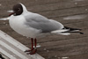 1cy Black-headed Gull in July. (85237 bytes)