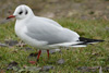 1cy Black-headed Gull in July. (85237 bytes)