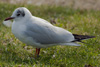 1cy Black-headed Gull in July. (85237 bytes)