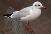 1cy Black-headed Gull in July. (85237 bytes)