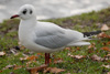 1cy Black-headed Gull in July. (85237 bytes)