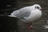 1cy Black-headed Gull in July. (85237 bytes)