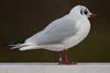 1cy Black-headed Gull in July. (85237 bytes)