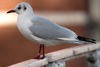 1cy Black-headed Gull in July. (85237 bytes)