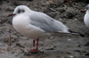 1cy Black-headed Gull in July. (85237 bytes)