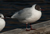 1cy Black-headed Gull in July. (85237 bytes)