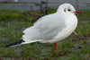 1cy Black-headed Gull in July. (85237 bytes)