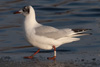 1cy Black-headed Gull in July. (85237 bytes)