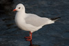 1cy Black-headed Gull in July. (85237 bytes)