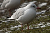 1cy Black-headed Gull in July. (85237 bytes)