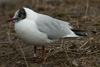 1cy Black-headed Gull in July. (85237 bytes)