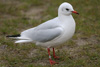 1cy Black-headed Gull in July. (85237 bytes)